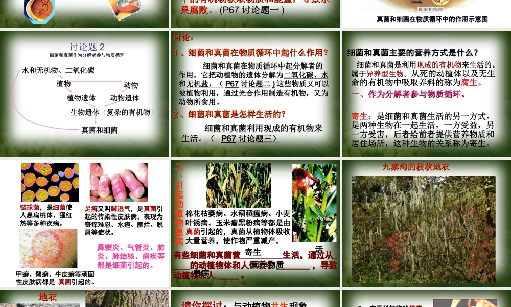 细菌和真菌在自然界的作用..ppt