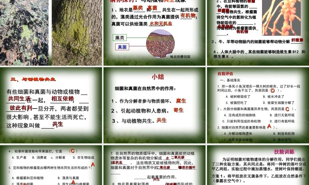 细菌和真菌在自然界的作用..ppt