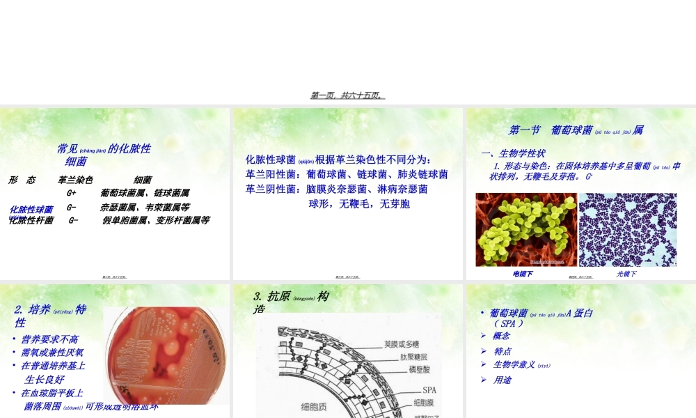 2022年医学专题—淋病奈瑟菌球形(1).ppt
