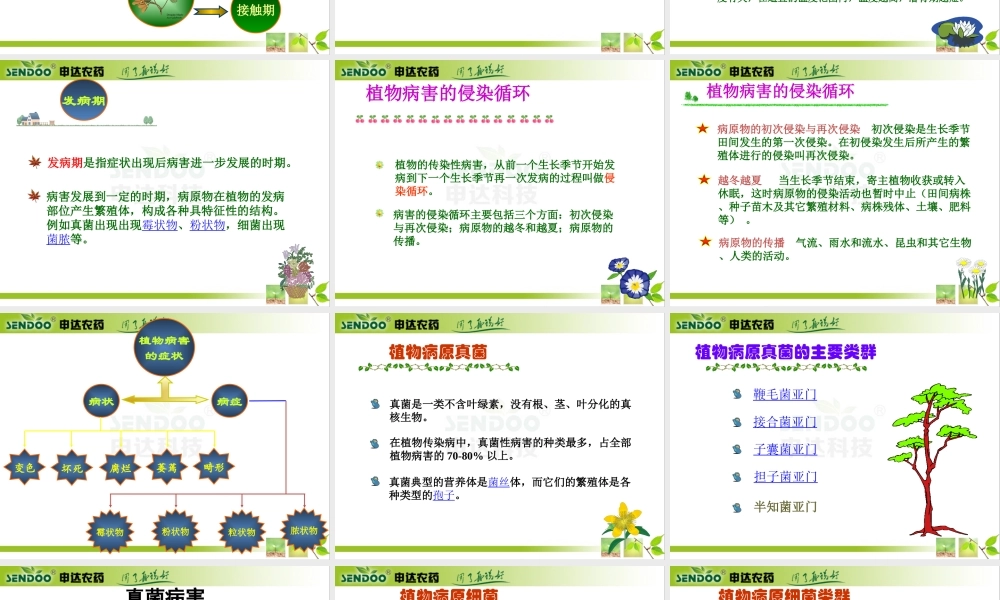 蔬菜霜霉病--.ppt