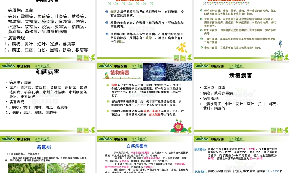 蔬菜霜霉病--.ppt