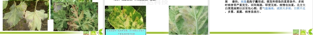 蔬菜霜霉病--.ppt