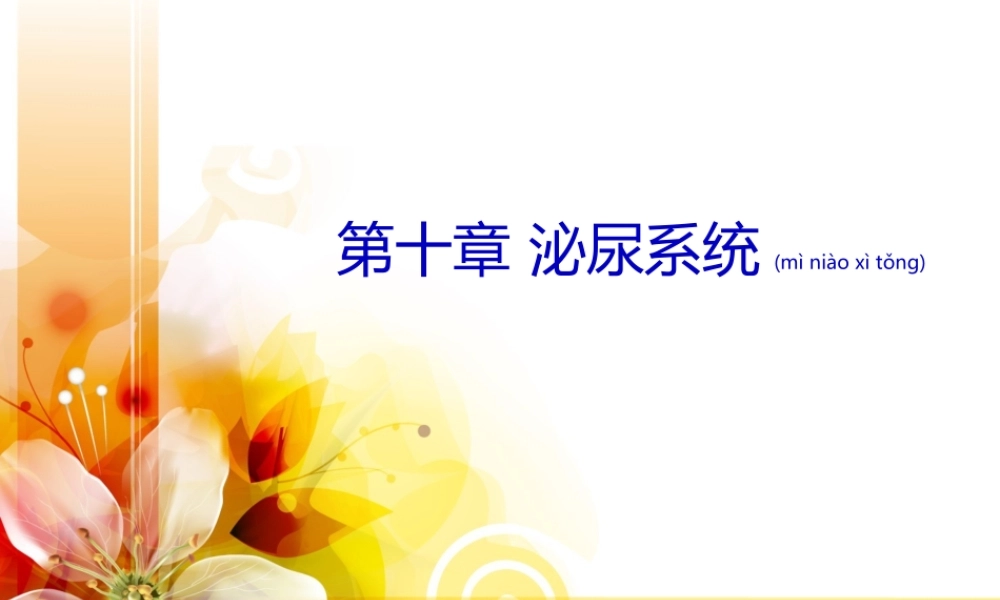 2022年医学专题—第十章-泌尿系统(1).ppt