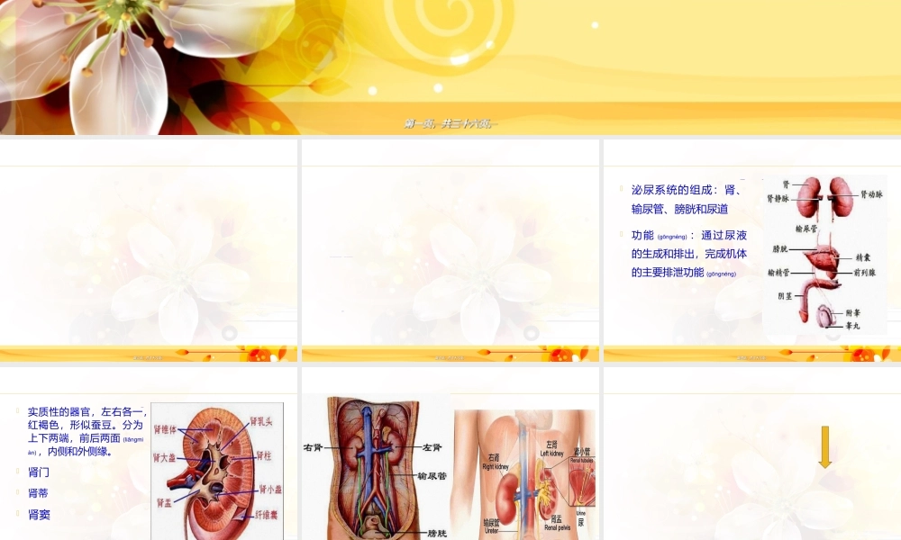 2022年医学专题—第十章-泌尿系统(1).ppt