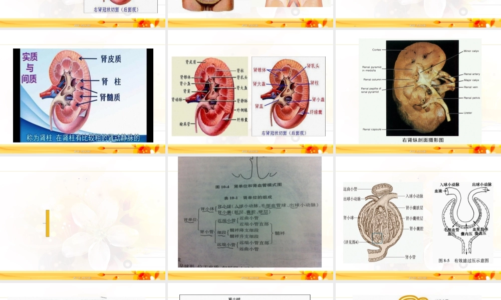 2022年医学专题—第十章-泌尿系统(1).ppt