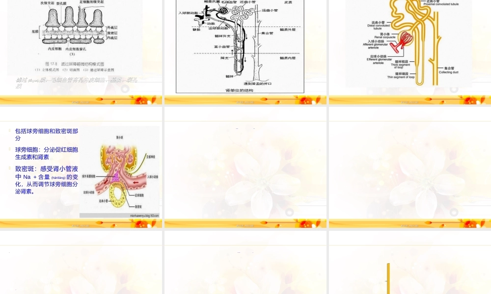 2022年医学专题—第十章-泌尿系统(1).ppt