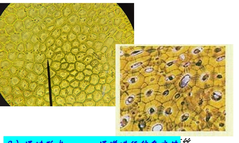 2022年医学专题—第3章2节细胞质(1).ppt