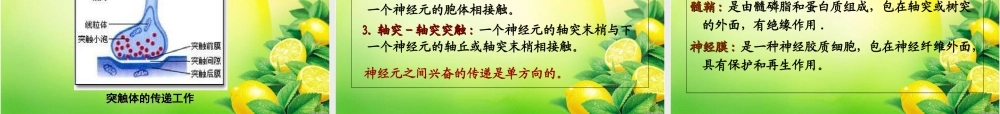 神经酸与脑健康讲座.ppt