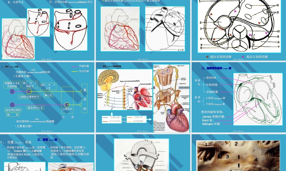 2022年医学专题—心脏传导系统剖析.ppt