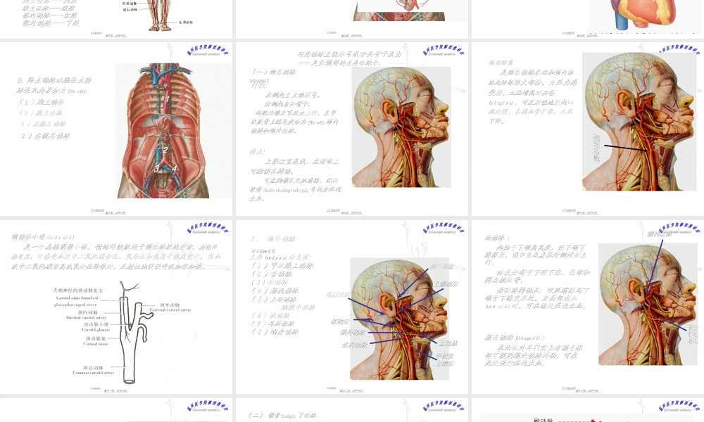 2022年医学专题—脉管系统--动脉.ppt