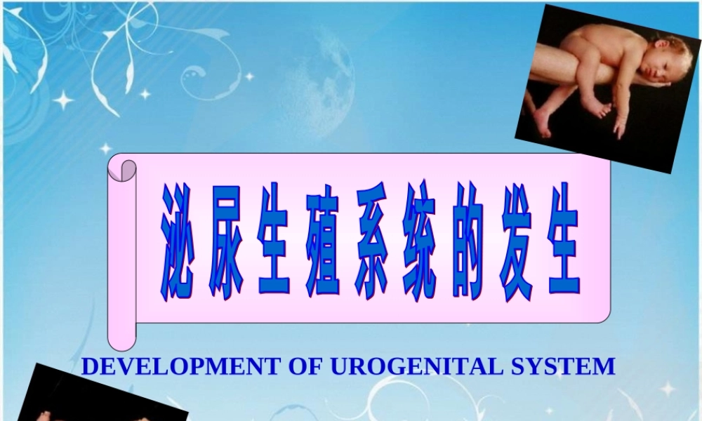 2022年医学专题—泌尿生殖发生.ppt