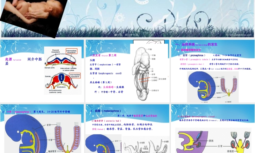 2022年医学专题—泌尿生殖发生.ppt