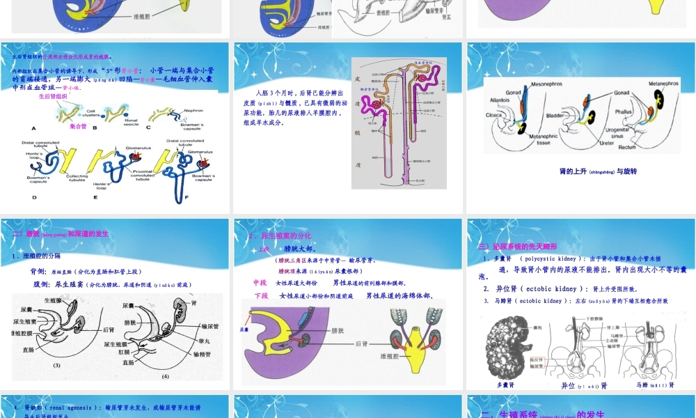 2022年医学专题—泌尿生殖发生.ppt