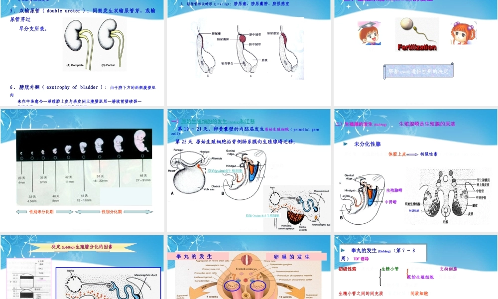 2022年医学专题—泌尿生殖发生.ppt