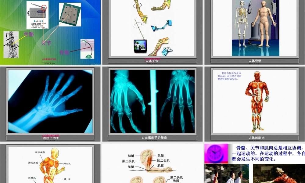 4.2《骨骼关节和肌肉》kejian(1).pptx