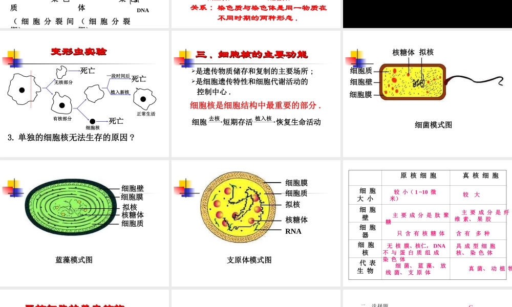 [资料]细胞核的构和功能1(1).ppt