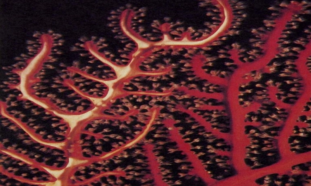 2022年医学专题—mmp自然界脑图pt(1).ppt