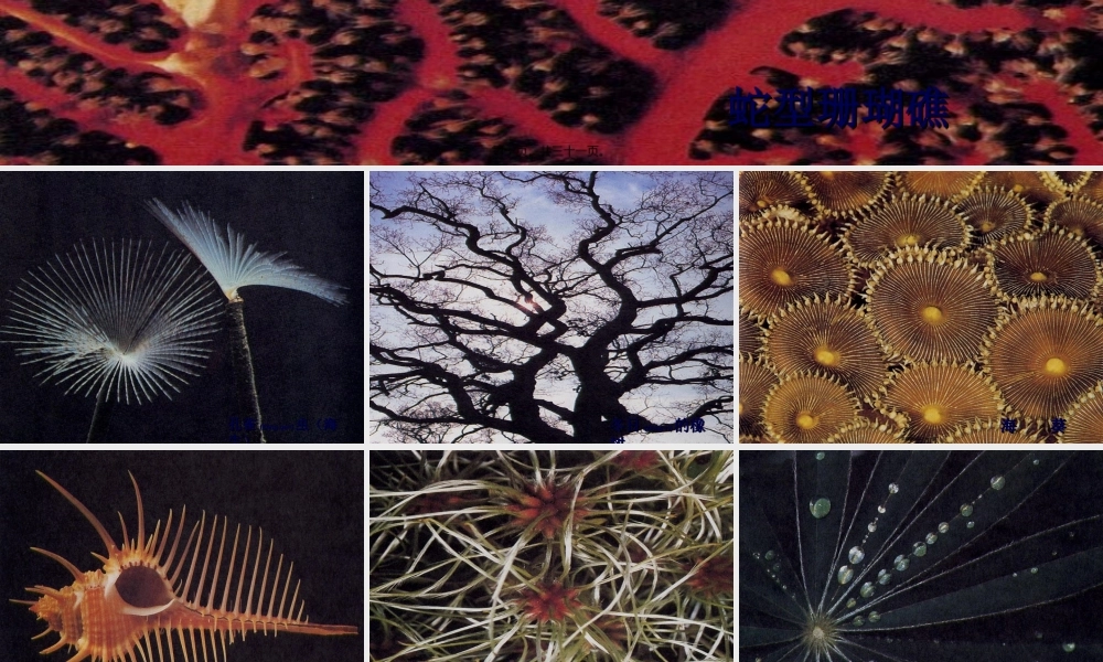 2022年医学专题—mmp自然界脑图pt(1).ppt