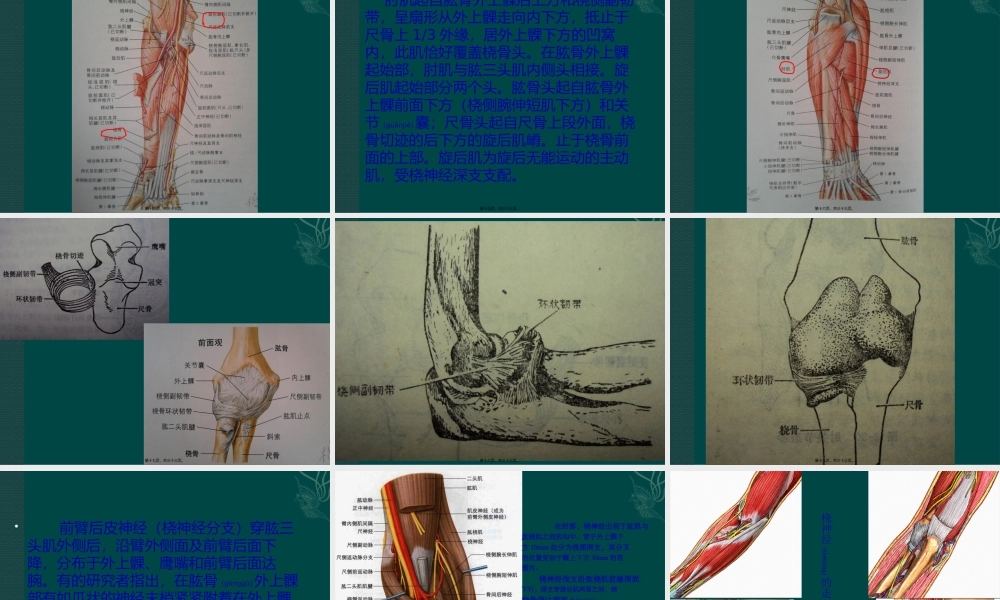 2022年医学专题—何龙肱骨外上髁炎(1).pptx