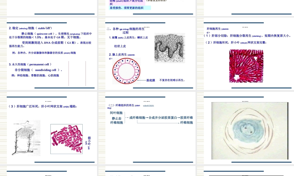 2022年医学专题—促成纤维细胞(1).ppt