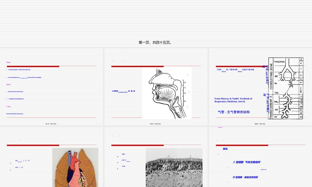 2022年医学专题—呼吸系统概论(1).ppt