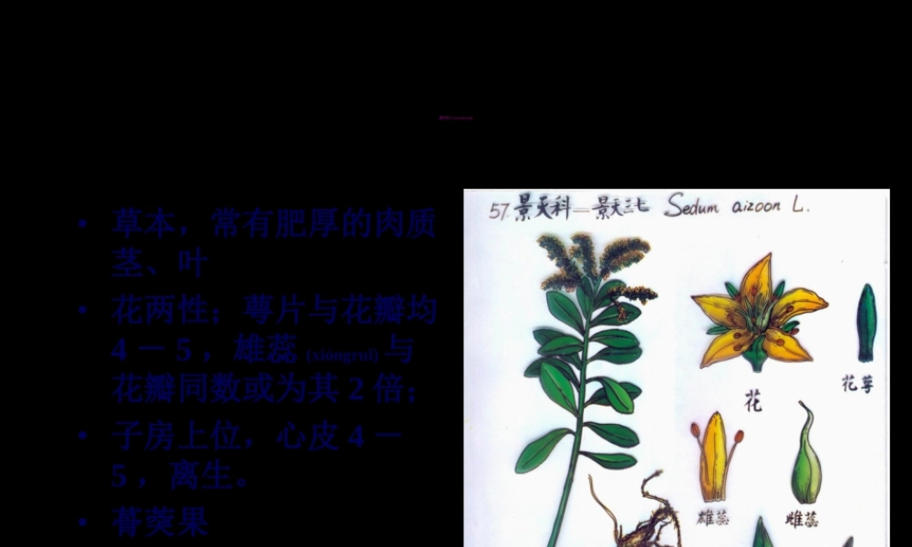 2022年医学专题—景天科虎耳草科全解(1).ppt