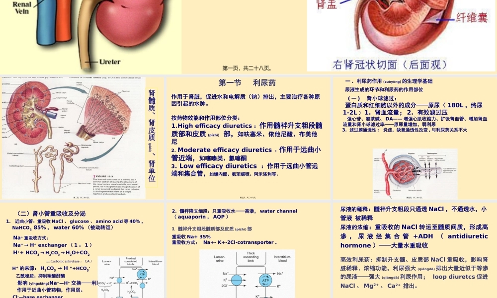 2022年医学专题—第24章---利尿药及脱水药(1).ppt