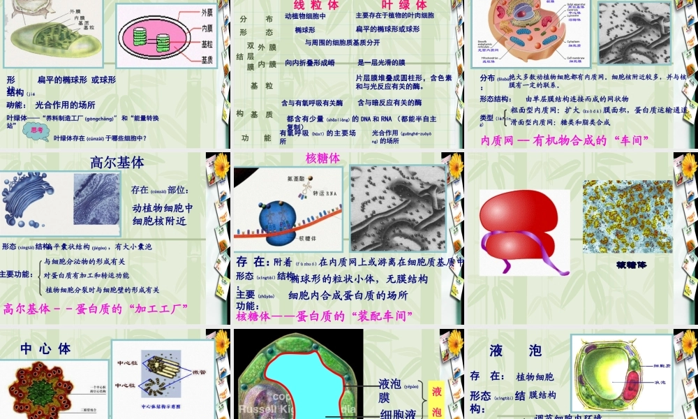 2022年医学专题—第2节-细胞器——系统内的分工合作ppt(1).ppt