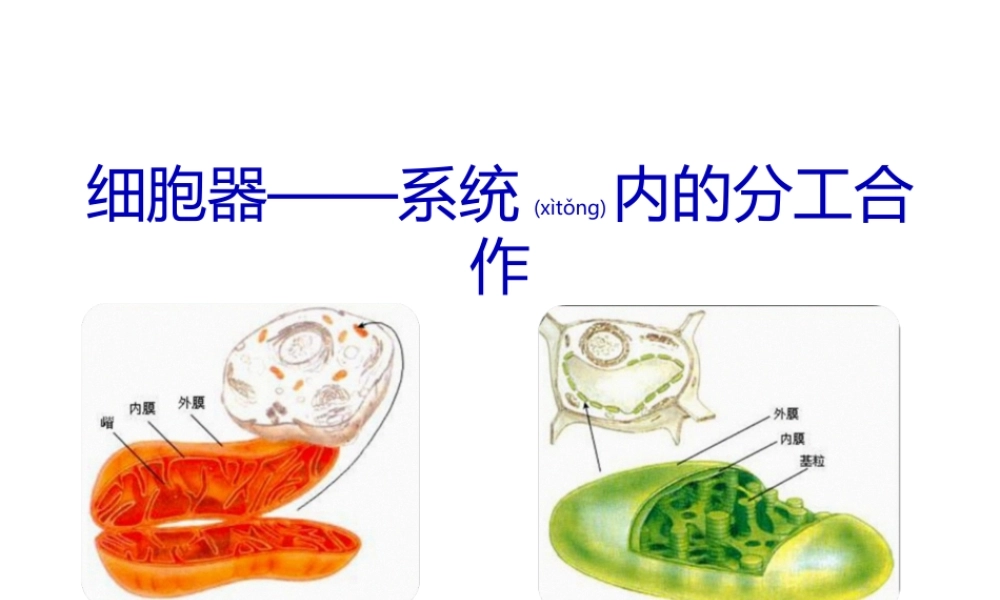 2022年医学专题—第三章第2节-细胞器——系统内的分工合作1(1).ppt