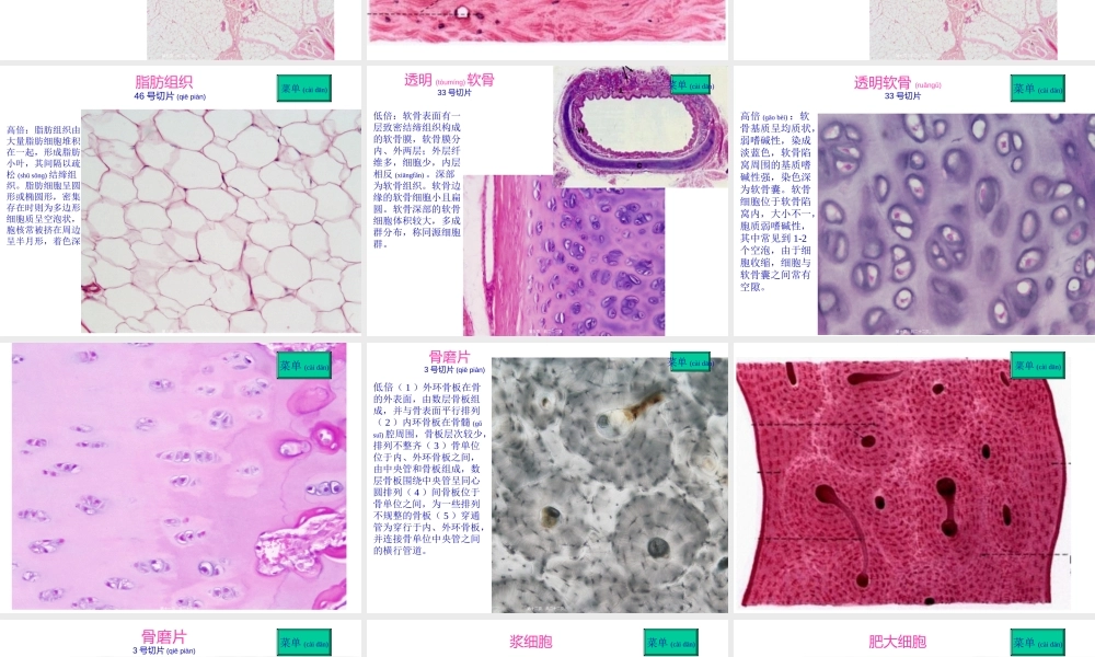 2022年医学专题—结缔组织--软骨和骨(1).ppt