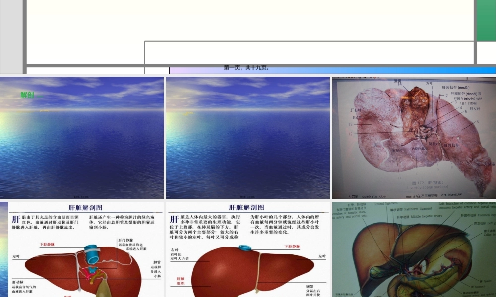 2022年医学专题—肝在上面借镰状韧带(1).ppt