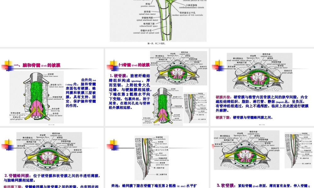 2022年医学专题—脑和脊髓的被膜、血管及脑脊液循环【1】(1).ppt