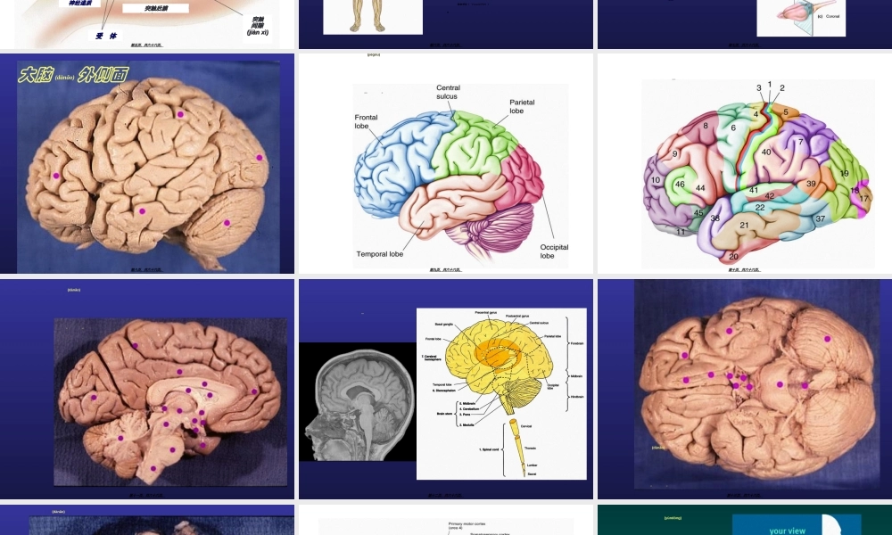 2022年医学专题—脑结构与认知(1).ppt