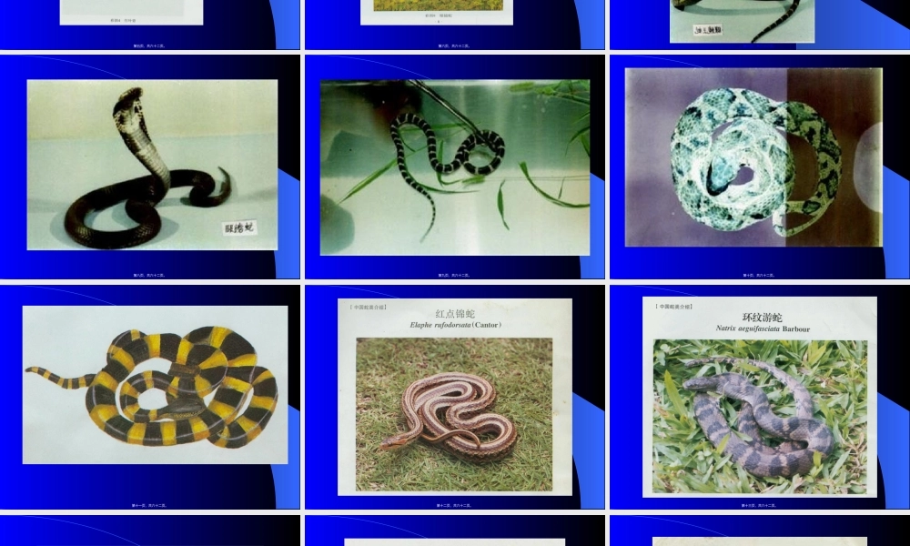 2022年医学专题—毒蛇咬伤的急救幻灯片(1).ppt