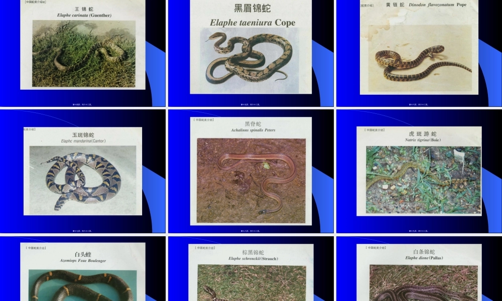 2022年医学专题—毒蛇咬伤的急救幻灯片(1).ppt