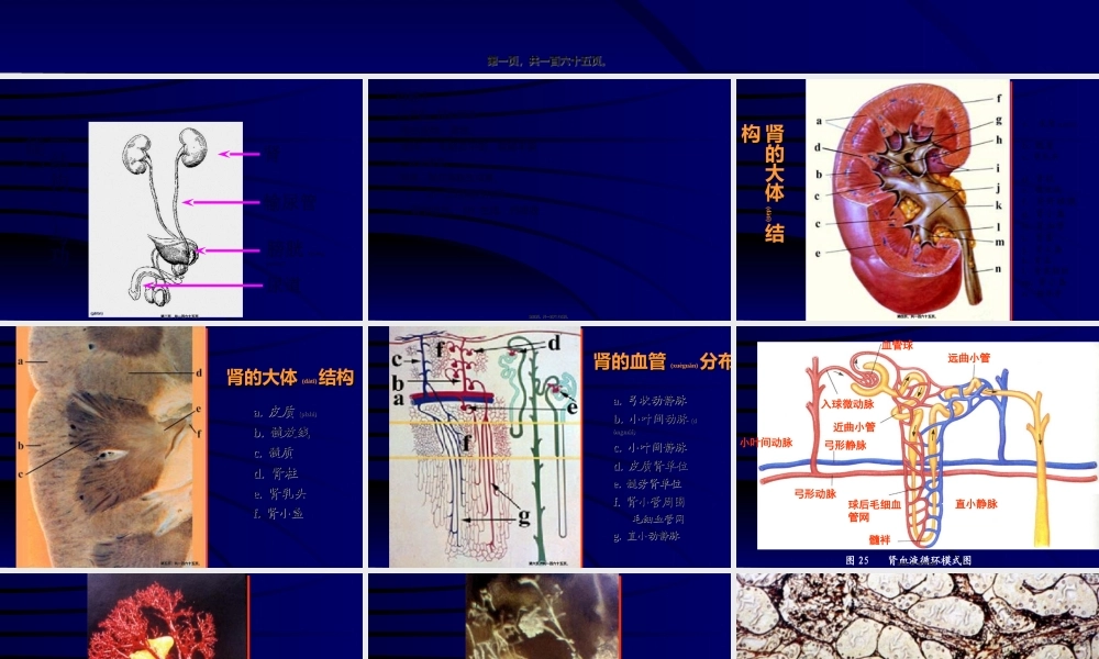 2022年医学专题—泌尿系统(本科)(1).ppt