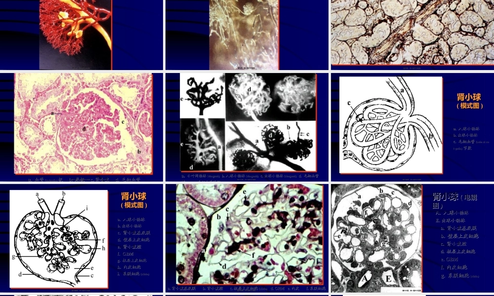2022年医学专题—泌尿系统(本科)(1).ppt