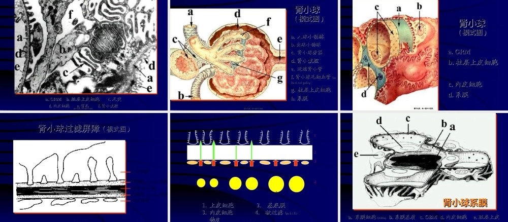 2022年医学专题—泌尿系统(本科)(1).ppt