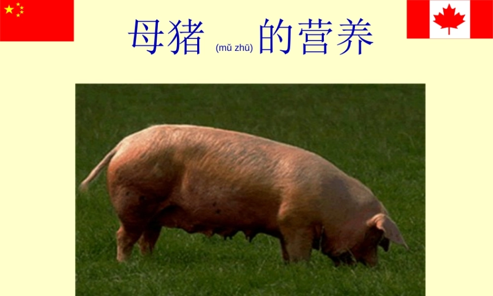 2022年医学专题—母猪的营养(1).ppt