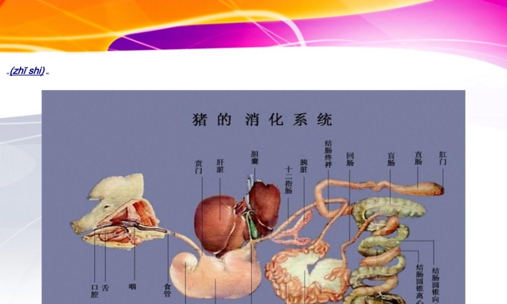2022年医学专题—第一章第二节猪的内脏：呼吸系统(1).ppt