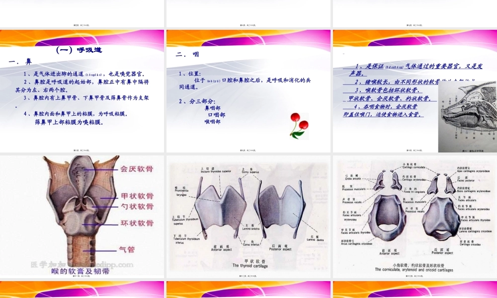 2022年医学专题—第一章第二节猪的内脏：呼吸系统(1).ppt