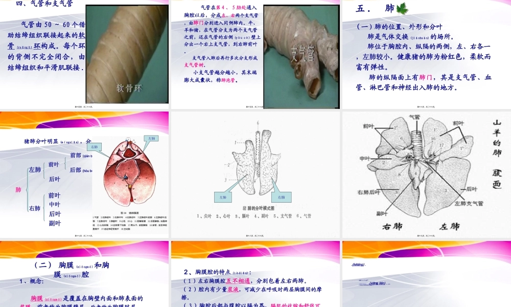 2022年医学专题—第一章第二节猪的内脏：呼吸系统(1).ppt