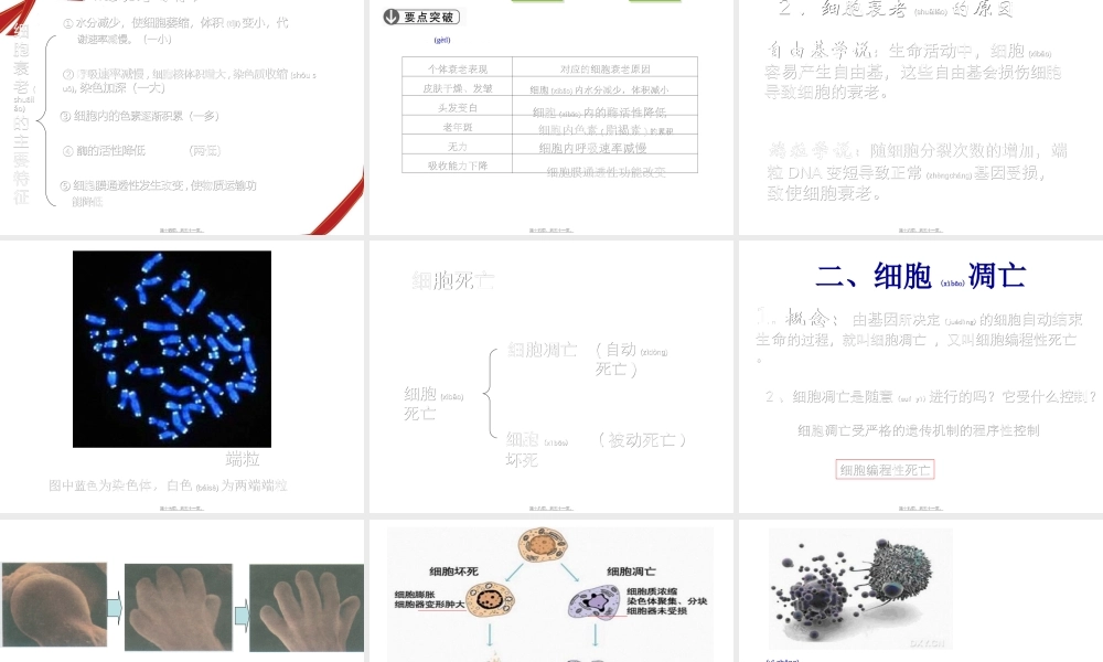 2022年医学专题—第三节-细胞的衰老和凋亡.ppt(1).ppt