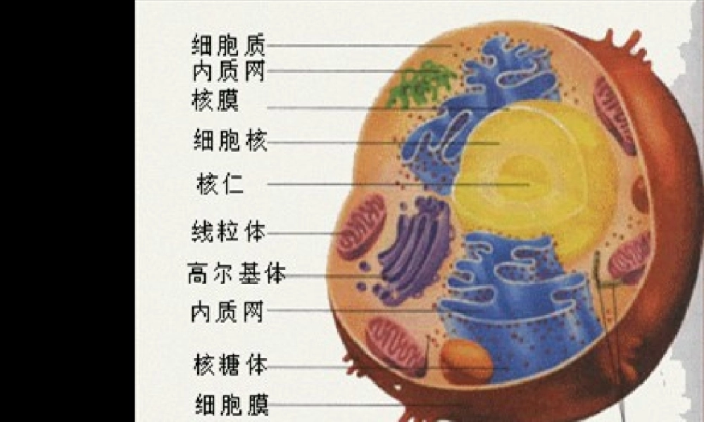 2022年医学专题—使线粒体与周围的细胞质基质分开内膜与嵴(1).ppt