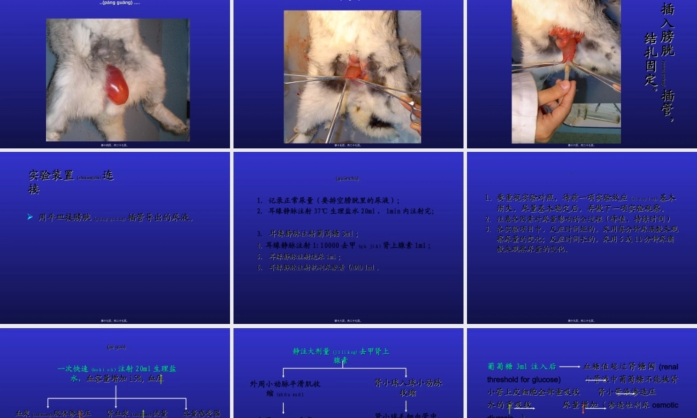 2022年医学专题—影响尿生成因素(1).ppt