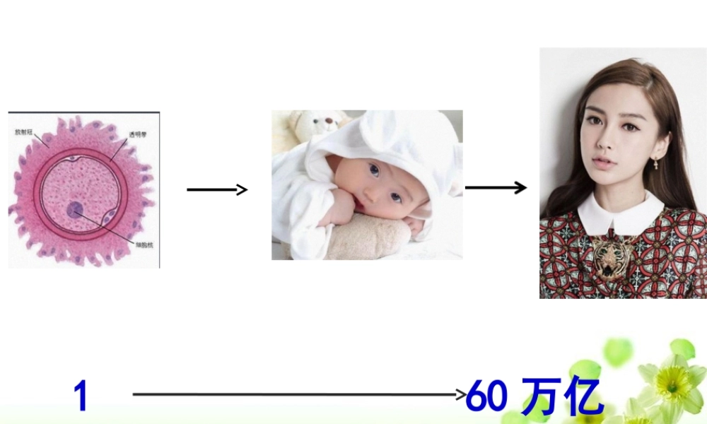 2022年医学专题—植物细胞有丝分裂(附动画)(1).ppt