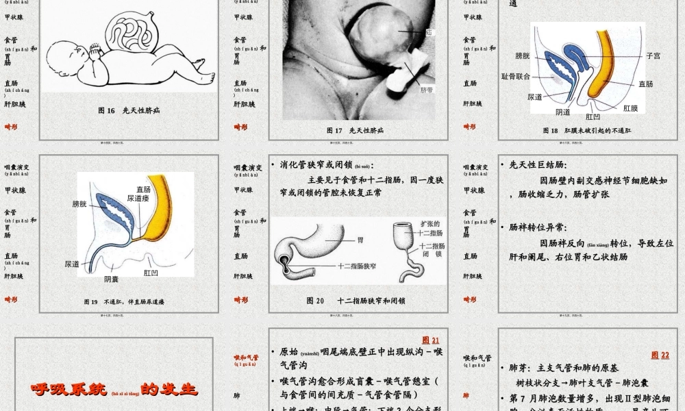 2022年医学专题—消化系统和呼吸系统的发生(1).ppt