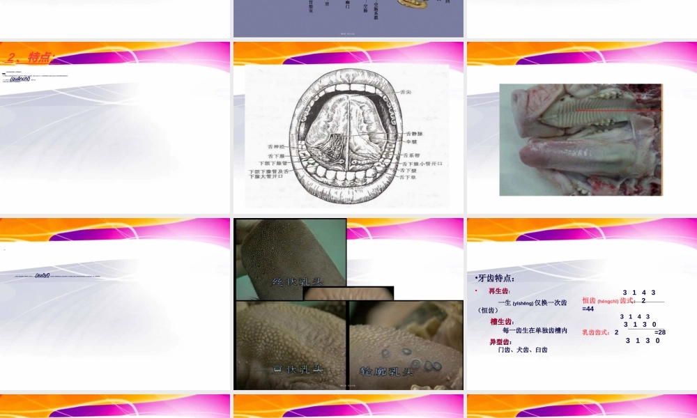 2022年医学专题—猪的内脏消化系统(1).ppt