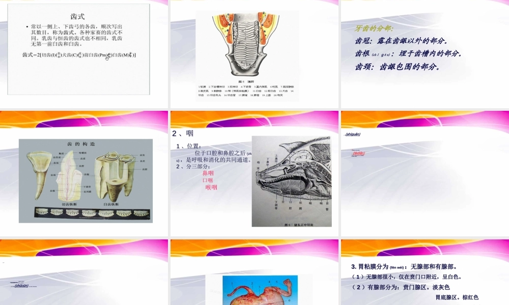 2022年医学专题—猪的内脏消化系统(1).ppt