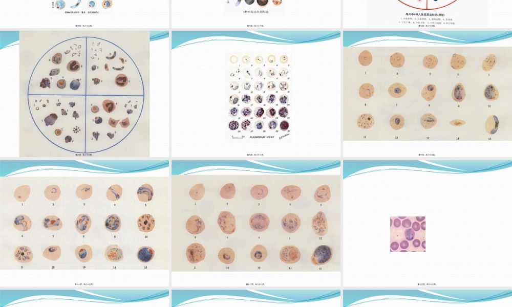 2022年医学专题—疟原虫血涂片及形态识别(1).pptx